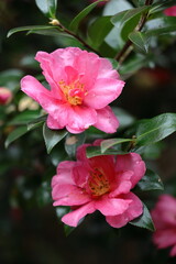 冬の寒空に咲く