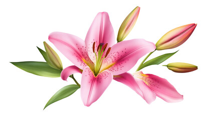 Pink lily flower bouquet isolated on transparent background