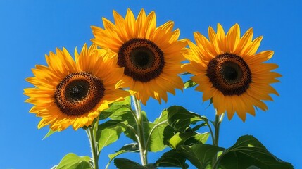Fototapeta premium Bright sunflowers reach for the sun, showcasing their cheerful yellow petals against a stunning blue sky. Generative AI