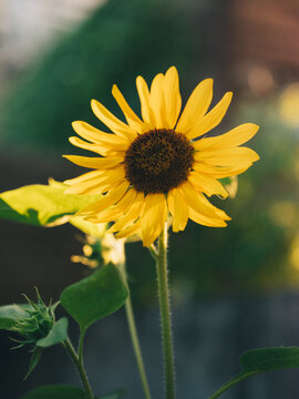 Closeup of a sunflower in afternoon light