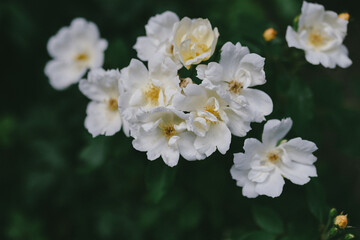 Close up cluster of white roses with yellow centers in the garden © unpeu