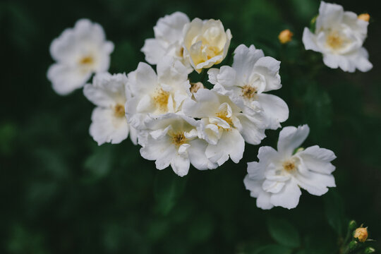 Close up cluster of white roses with yellow centers in the garden