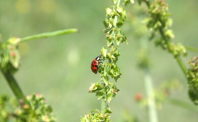 red ladybug on grass and silvestry flowers