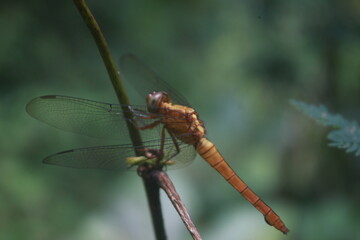 Macro Shot of Dragonfly Wings in Sunlight