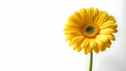 Obraz premium Yellow daisy flower on white background, yellow, daisy, flower, white, isolated, background, nature, plant, petal, bloom, botanical