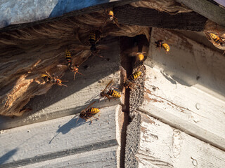 hornets nest under the roof