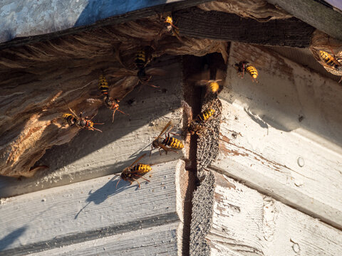 hornets nest under the roof