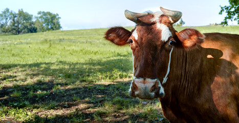 Portrait of a horned cow in a meadow.