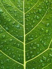 Morning dew drops on big green leaves