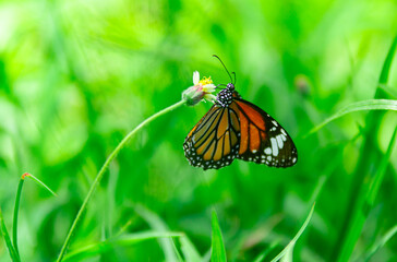Yellow butterfly on a flower in the garden.