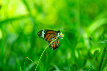 Yellow butterfly on a flower in the garden.