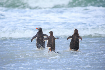 Gentoo penguins (pygoscelis papua) on a beach heading back out to sea.  Falkland Islands.