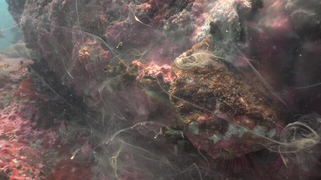 Giant clam (Tridacna gigas) spawning, showing the release of eggs and sperm in a coral reef environment. Captured in natural underwater conditions.