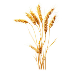 Fototapeta premium Golden Wheat Ears Isolated