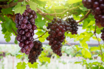 red grapes in vineyard