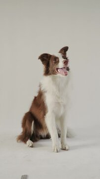 Portrait of a brown Boder Colie sitting on white background