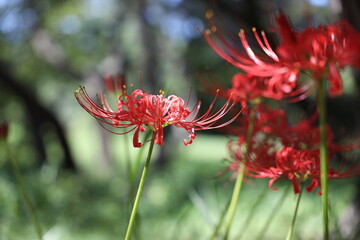 秋の野原に咲く彼岸花