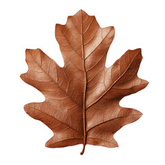 Obraz premium detailed oak leaf with deep rounded lobes and textured surface, showcasing its rich brown color and intricate veins, evokes sense of natures beauty