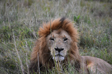 Portrait of adult male lion father in the Maasai Mara, Kenya