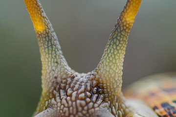 Fototapeta premium Macro shot of snails antennae and eyes, showcasing intricate details and textures. vibrant colors and patterns create fascinating view of this small creatures anatomy