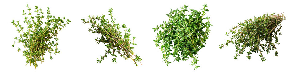Fototapeta premium Set of fresh green herbs isolated on white background