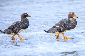Flying steamer ducks (Tachyeres patachonicus)  near the ocean - Falkland Islands.