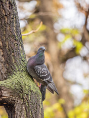The fat pigeon sitting on a tree trunk with moss.