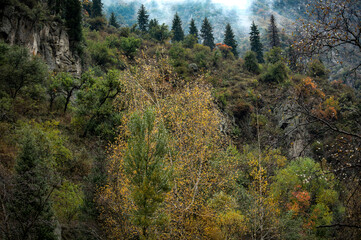 autumn forest in the mountains
