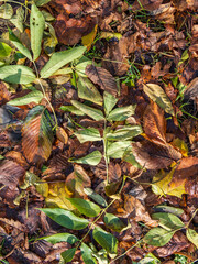 Orange and yellow fallen leaves in the sunlight.