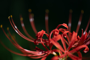 彼岸花