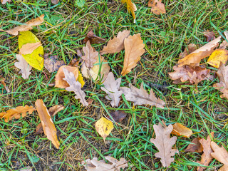 Orange, brown and yellow fallen oak leaves in the sunlight.