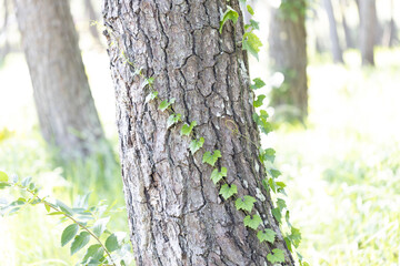 木に巻き付くツタ