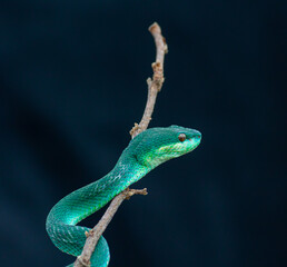 Blue viper snake closeup face, viper snake, blue insularis, Trimeresurus Insularis