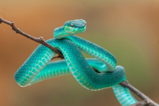 Blue viper snake on branch, viper snake ready to attack, blue insularis, animal closeup