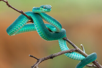 Blue viper snake on branch, viper snake ready to attack, blue insularis, animal closeup