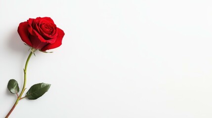 A stunning red rose blooms gracefully on a crisp white background, perfect for weddings and romantic decor.
