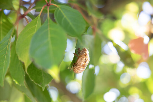 Aeburia Insect