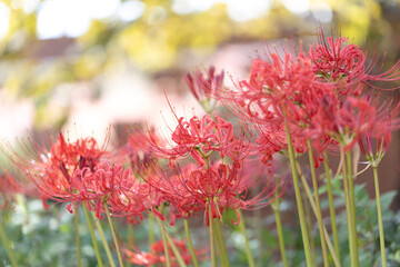 彼岸花