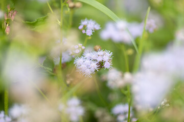 西洋フジバカマ