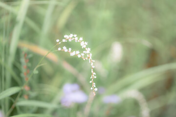 シロバナサクラタデ