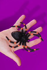 Hand holding halloween spider decoration with purple background