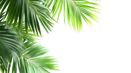 Obraz premium Exotic green tropical summer plant palm leaves branch isolated on white background