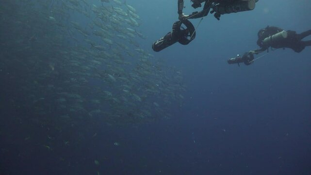 Two divers on Diver Propulsion Vehicle swimming to massive school of bigeye trevally 