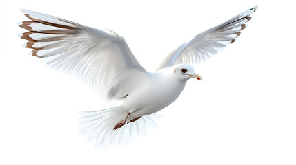 Fototapeta premium Natural white seagull isolated on a white background, aquatic animal