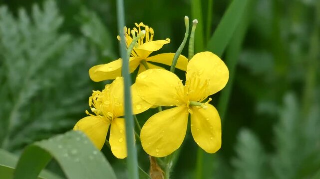Celandine major is a species of dicotyledonous plants of the genus Celandine of the Poppy family.