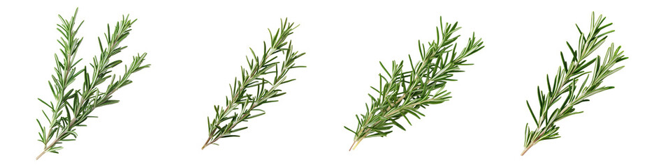 Fototapeta premium Set of fresh rosemary sprigs isolated on white background