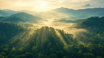 Sunbeams Illuminating Misty Rainforest Landscape