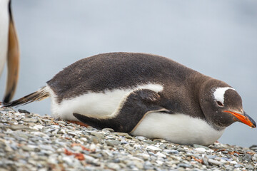 Fototapeta premium A Gentoo penguin (pygoscelis papua) on a shell shoreline. Falkland Islands.