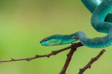 Blue viper snake on branch, viper snake ready to attack, blue insularis, animal closeup
