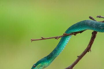 Blue Insularis Snake macro